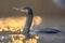 Great Cormorant in sunset reflection