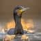 Great Cormorant in sunset reflection