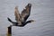 Great Cormorant take off