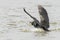 Great cormorant take off