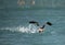 Great Cormorant taking flight