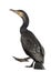 Great Cormorant walking, Phalacrocorax carbo