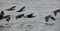 Great Cormorants flying, Eker, Bahrain