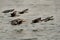 Great Cormorants flying at Eker creek, Bahrain