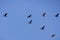 Great Cormorants flying in flock