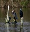 Great cormorants in a lake