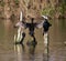 Great cormorants perched on posts