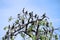 Great cormorants perched on a tree branch