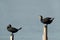 Great Cormorants perched on wooden log at Busaiteen coast of Bahrain