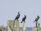 Great cormorants, Phalacrocorax carbo, sitting on old wood, close-up portrait with defocused background