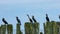 Great cormorants, Phalacrocorax carbo, sitting on old wood, close-up portrait with defocused background, selective focus