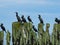 Great cormorants, Phalacrocorax carbo, sitting on old wood, close-up portrait with defocused background, selective focus