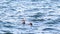 Great cormorants Phalacrocorax carbo swim in the sea.