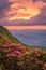 The Great Craggy Mountains along the Blue Ridge Parkway in North Carolina, USA with Catawba Rhododendron