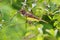 Great Crested Flycatcher