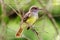 Great Crested Flycatcher