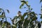 Great Crested Flycatcher Bird, Athens Georgia USA