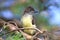 Great Crested Flycatcher Fledgling