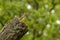 Great Crested Flycatcher at her nest