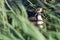 Great crested grebe