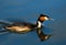 Great Crested Grebe