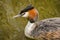 Great crested grebe