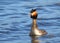 Great Crested Grebe