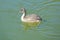 Great Crested Grebe