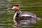 Great Crested Grebe