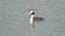 Great Crested Grebe