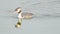 Great Crested Grebe