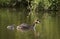 Great crested grebe