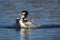 Great Crested Grebe