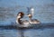 Great Crested Grebe