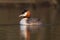 Great crested grebe