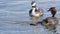 Great crested grebe bird