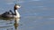 Great crested grebe bird