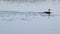 Great crested grebe bird chick on blue lake water