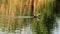 Great crested grebe bird chick on lake in reeds