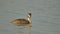 Great crested grebe bird, natural, nature, wallpaper