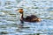 Great crested grebe with chick on the back