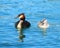 Great crested Grebe and chick in bright blue water