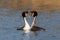 Great crested grebe couple showing affection