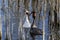 Great crested grebe courtship ritual