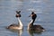 Great crested grebe courtship ritual