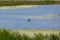 Great crested grebe duck during the marriage dance on the river