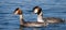 Great crested grebe ducks couple