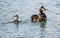 Great crested grebe family swimming on lake