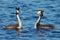 Great Crested Grebe, Fuut, Podiceps cristatus