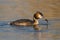 Great Crested Grebe, Fuut, Podiceps cristatus